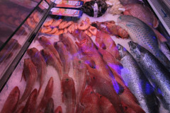 Różne rodzaje świeżych ryb i owoców morza są eksponowane na lodzie w szklanej witrynie chłodniczej przy fioletowym oświetleniu w stoisku targowym Makro CC podczas targów Eurogastro. projekt i nadzór Tatjana Kobuszewska trksystem.com
