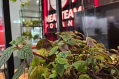 Zbliżenie na zieloną roślinę doniczkową wiszącą w pomieszczeniu. W rozmytym tle znajduje się neonowy czerwono-biały napis "MEAT TEAM POLAND" i nowoczesne meble, co sugeruje, że jest to współczesna przestrzeń publiczna lub komercyjna. projekt i nadzór Tatjana Kobuszewska trksystem.com