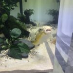 Duża rozdymka z żółtymi i czarnymi oznaczeniami stoi przed kamerą w pobliżu akwarium. Zbiornik ma piaszczysty żwir, gładkie skały i zielone rośliny liściaste, a w tle widać więcej ryb i roślin. projekt i nadzór Tatjana Kobuszewska trksystem.com