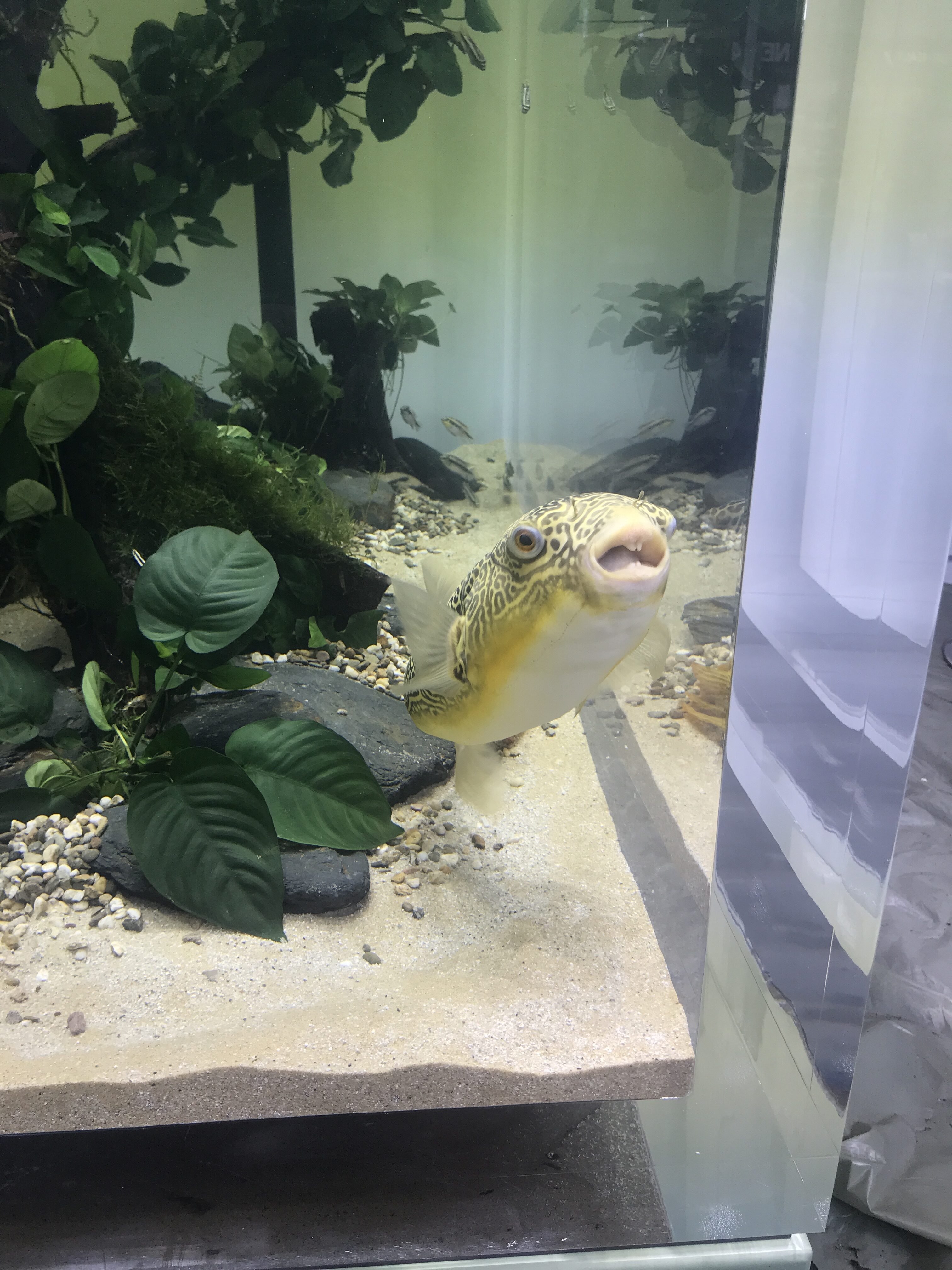 Duża rozdymka z żółtymi i czarnymi oznaczeniami stoi przed kamerą w pobliżu akwarium. Zbiornik ma piaszczysty żwir, gładkie skały i zielone rośliny liściaste, a w tle widać więcej ryb i roślin. projekt i nadzór Tatjana Kobuszewska trksystem.com